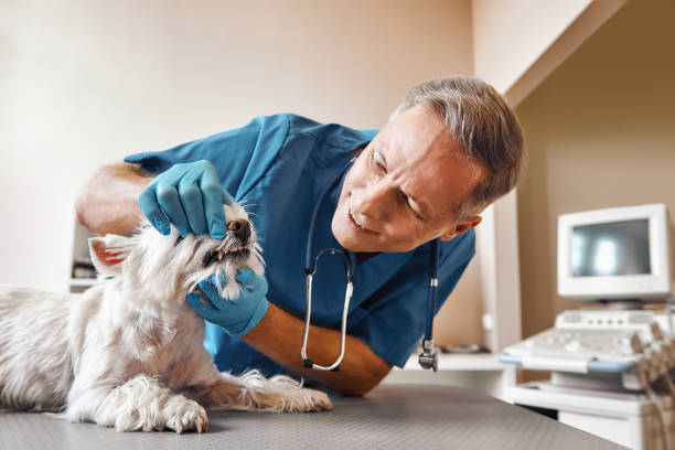 Best Dental Abscess Treatment in Mount Ivy, NY